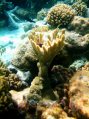 Unique coral shapes
